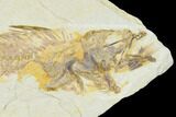 Fossil Fish Aspiration - Mioplosus Eating Knightia #104604-1